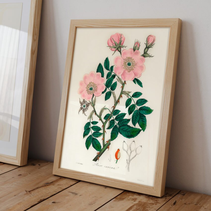 Dog Rose by John Stephenson and James Morss Churchill - Image 2