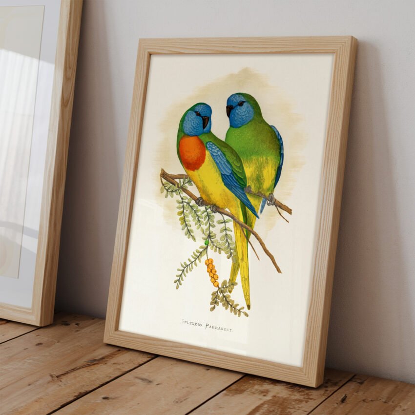 Splendid Parakeet by Alexander Francis Lydon - Image 2