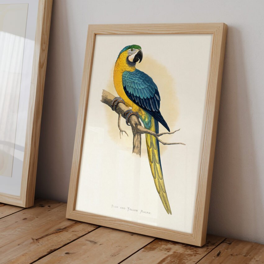 Blue and Yellow Macaw by Alexander Francis Lydon - Image 2
