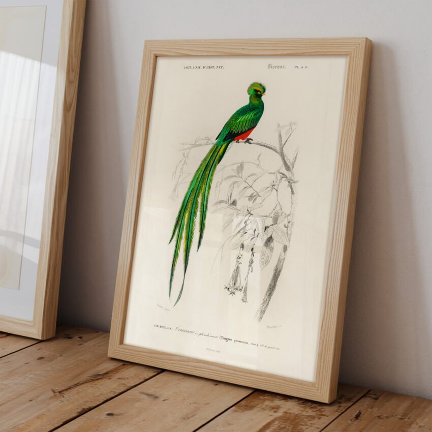 Quetzal Bird by Charles Dessalines D' Orbigny - Image 3