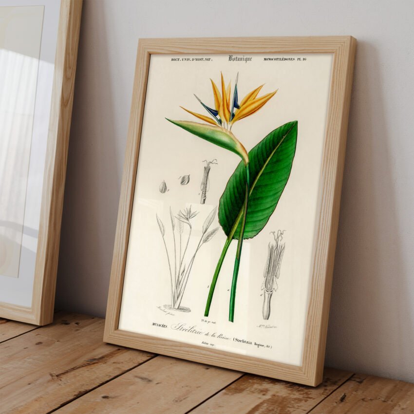 Bird of Paradise by Charles Dessalines D' Orbigny - Image 2