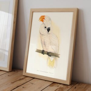 Great Salmon Crested Cockatoo by Alexander Francis Lydon - Image 3