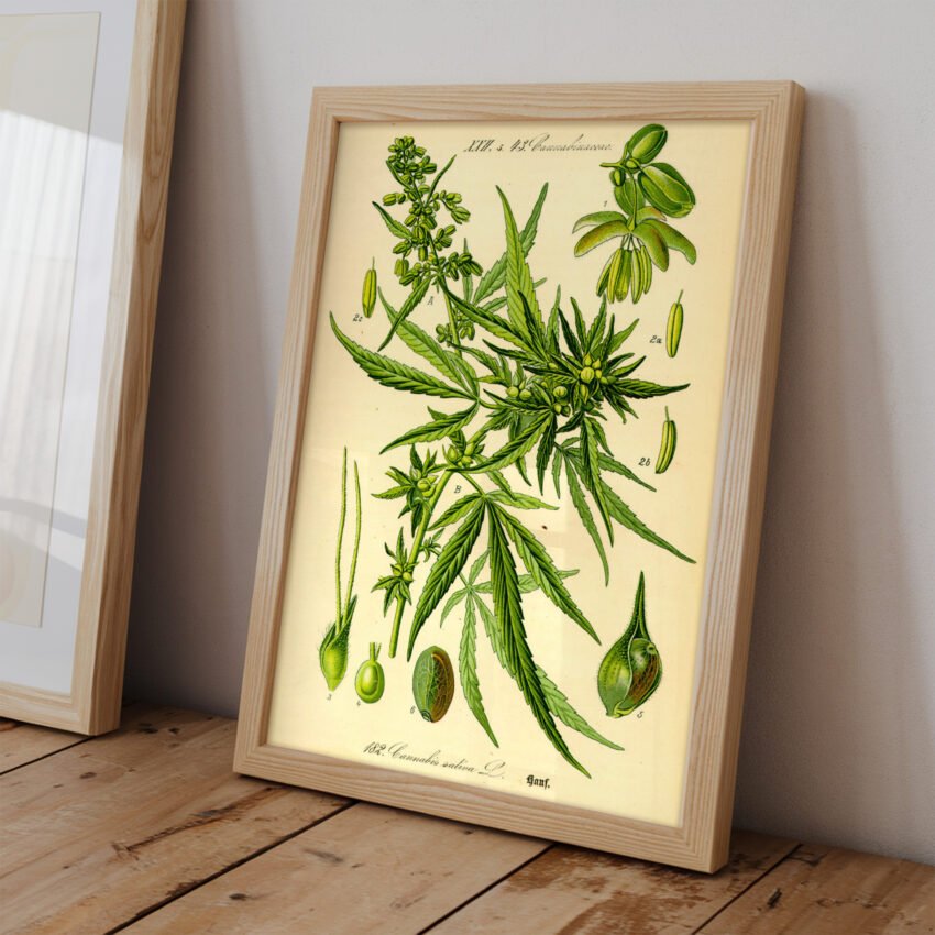 Cannabis Plant Illustration - Image 3