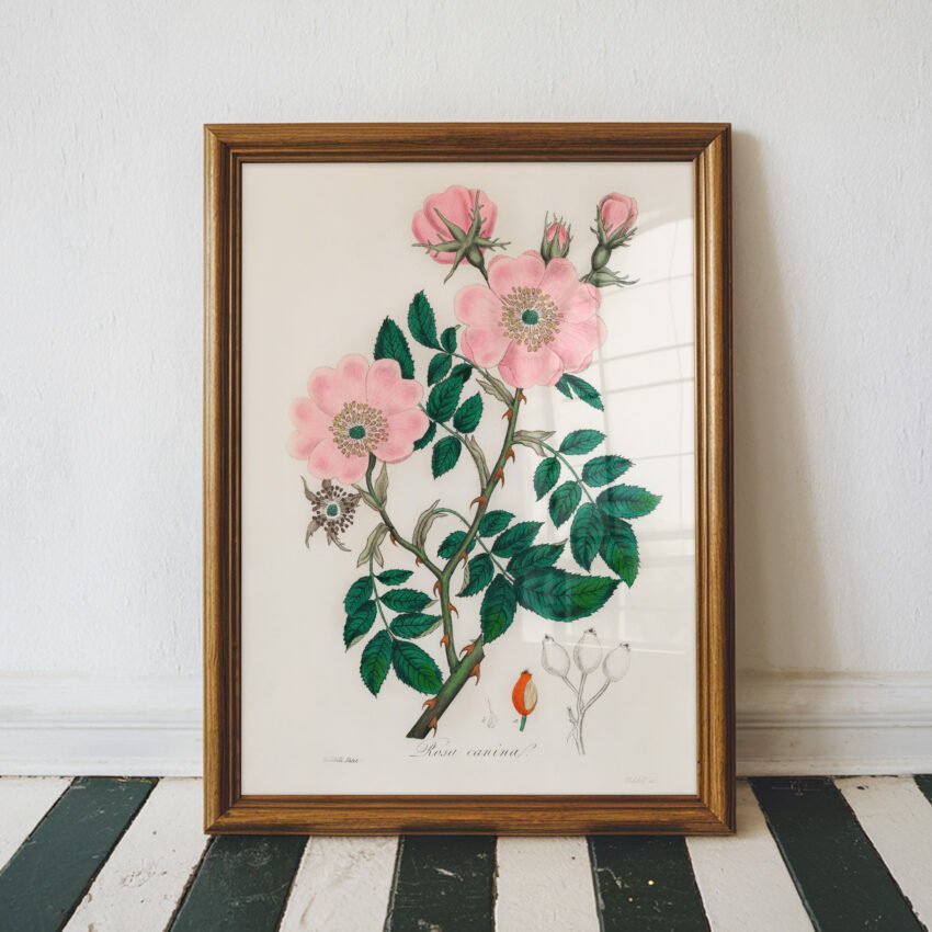 Dog Rose by John Stephenson and James Morss Churchill - Image 4