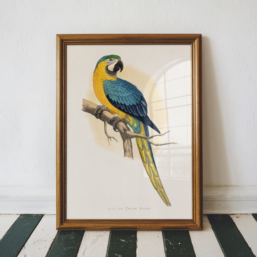 Blue and Yellow Macaw by Alexander Francis Lydon - Image 3