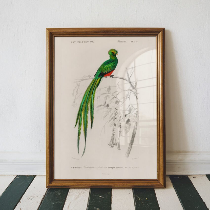 Quetzal Bird by Charles Dessalines D' Orbigny - Image 4