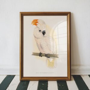 Great Salmon Crested Cockatoo by Alexander Francis Lydon - Image 4