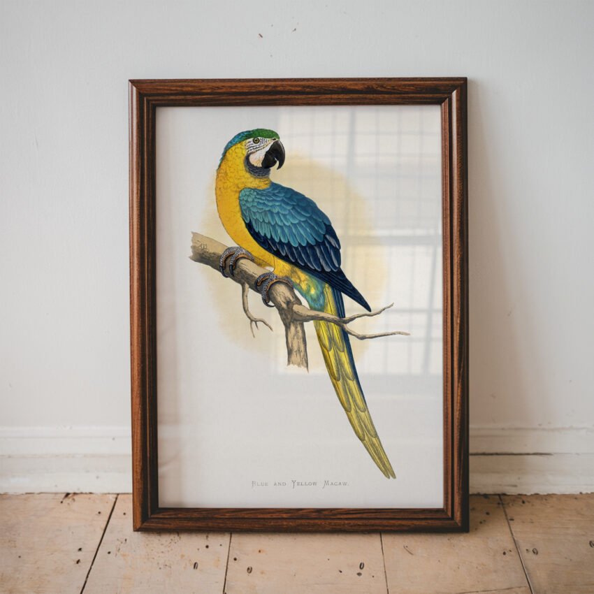 Blue and Yellow Macaw by Alexander Francis Lydon - Image 4