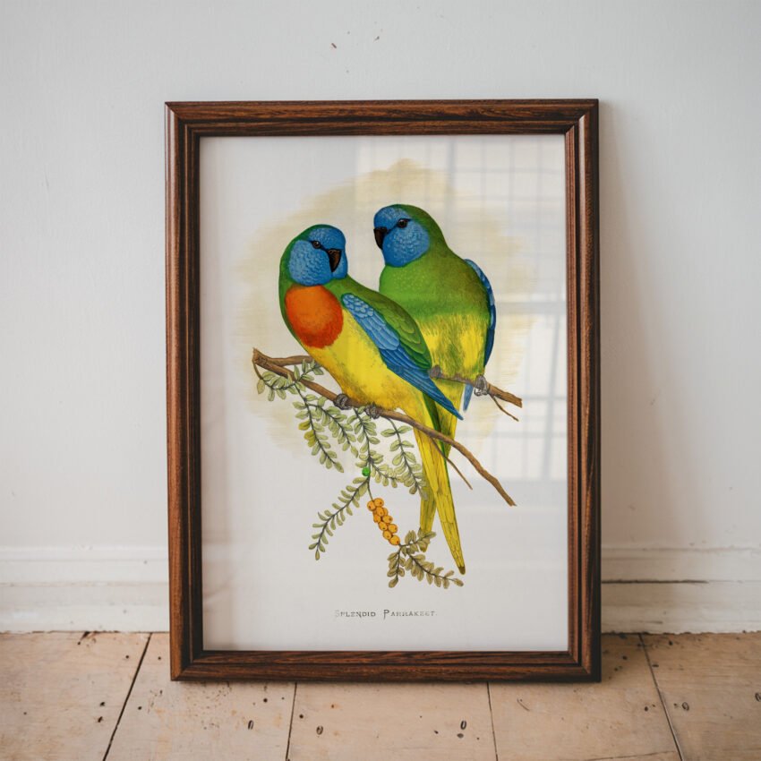 Splendid Parakeet by Alexander Francis Lydon - Image 4