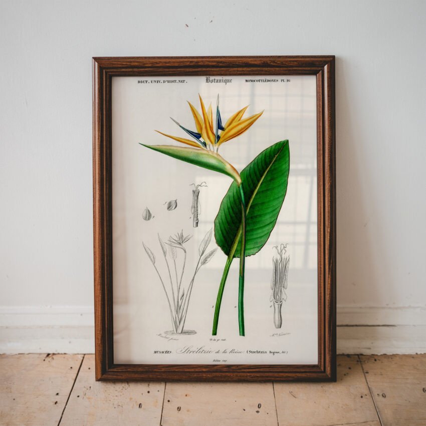 Bird of Paradise by Charles Dessalines D' Orbigny - Image 6
