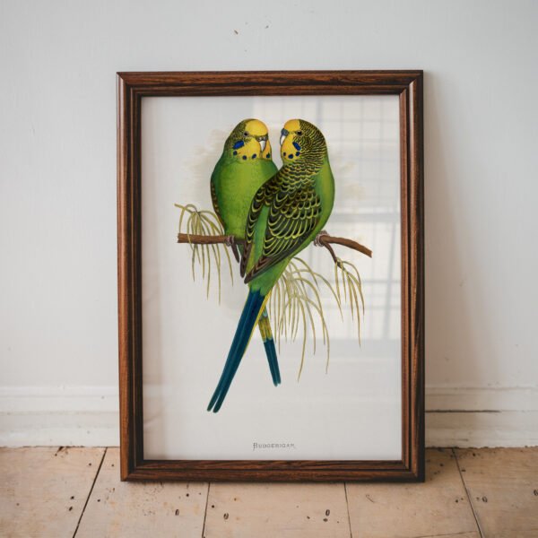 Budgies by Alexander Francis Lydon