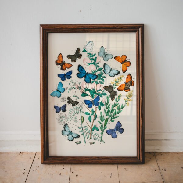 butterfly and moths illustration