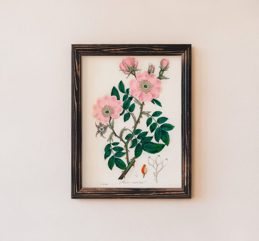 Dog Rose by John Stephenson and James Morss Churchill - Image 3