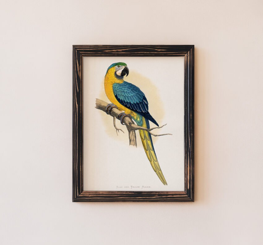 Blue and Yellow Macaw by Alexander Francis Lydon - Image 5