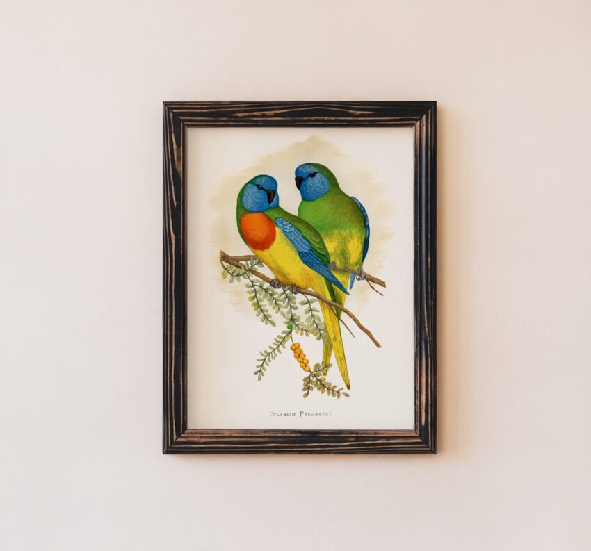 Splendid Parakeet by Alexander Francis Lydon - Image 6