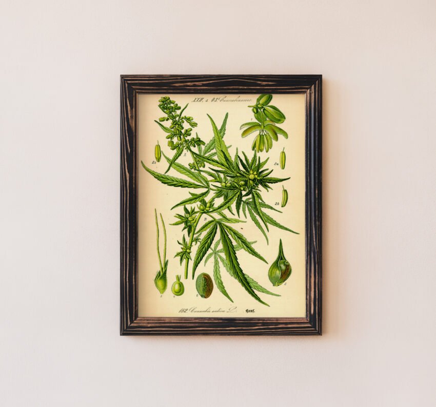 Cannabis Plant Illustration - Image 2