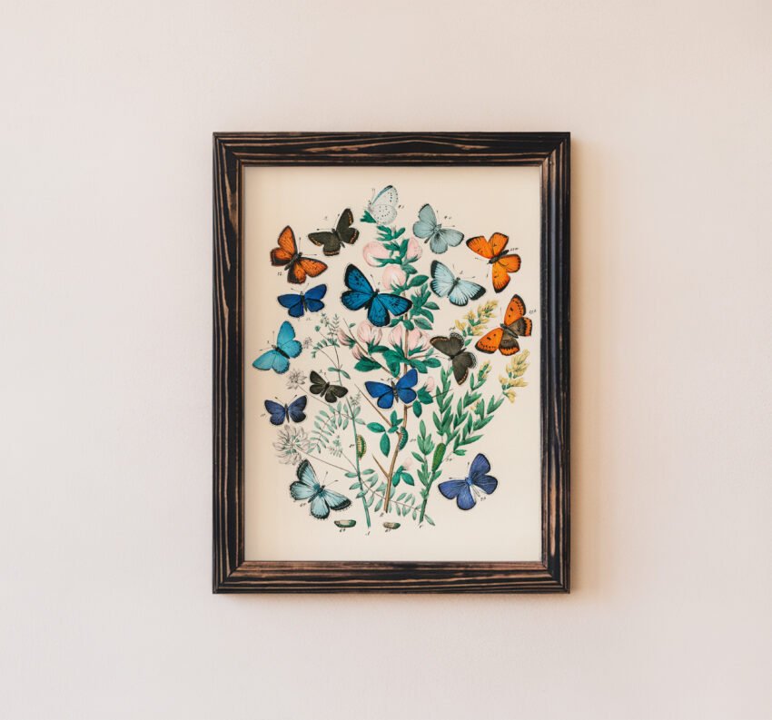 Butterflies and Moths Illustration - Image 3