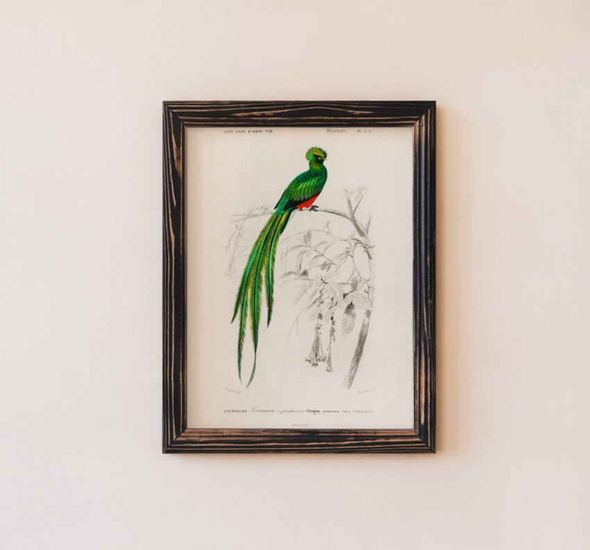 Quetzal Bird by Charles Dessalines D' Orbigny - Image 5