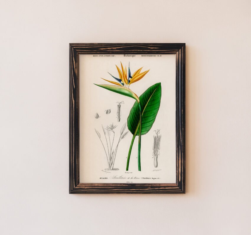 Bird of Paradise by Charles Dessalines D' Orbigny - Image 5