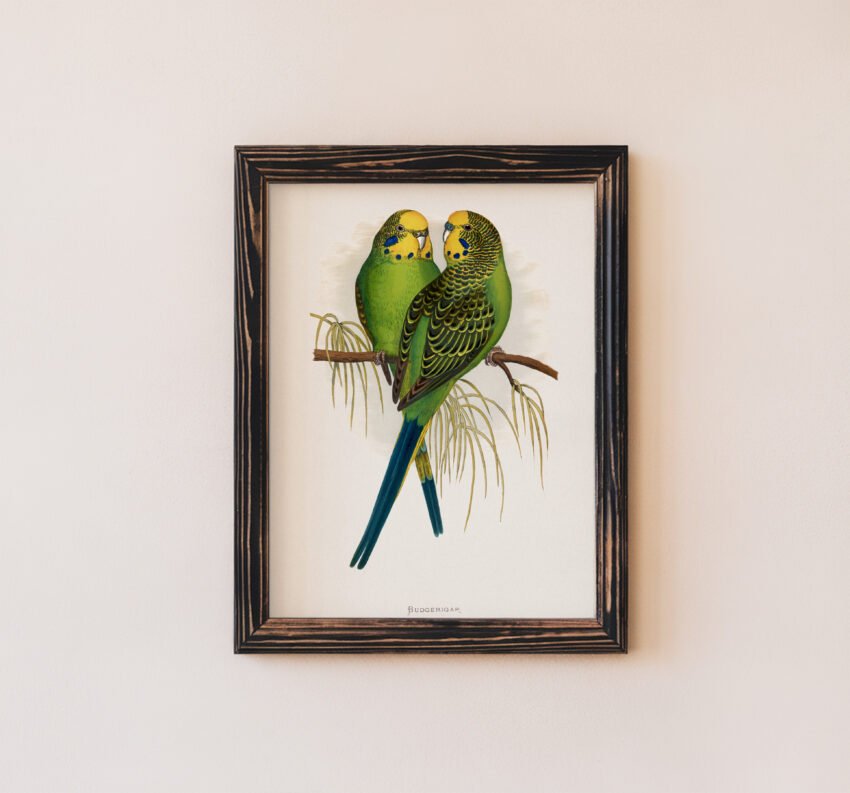 Budgies by Alexander Francis Lydon - Image 3