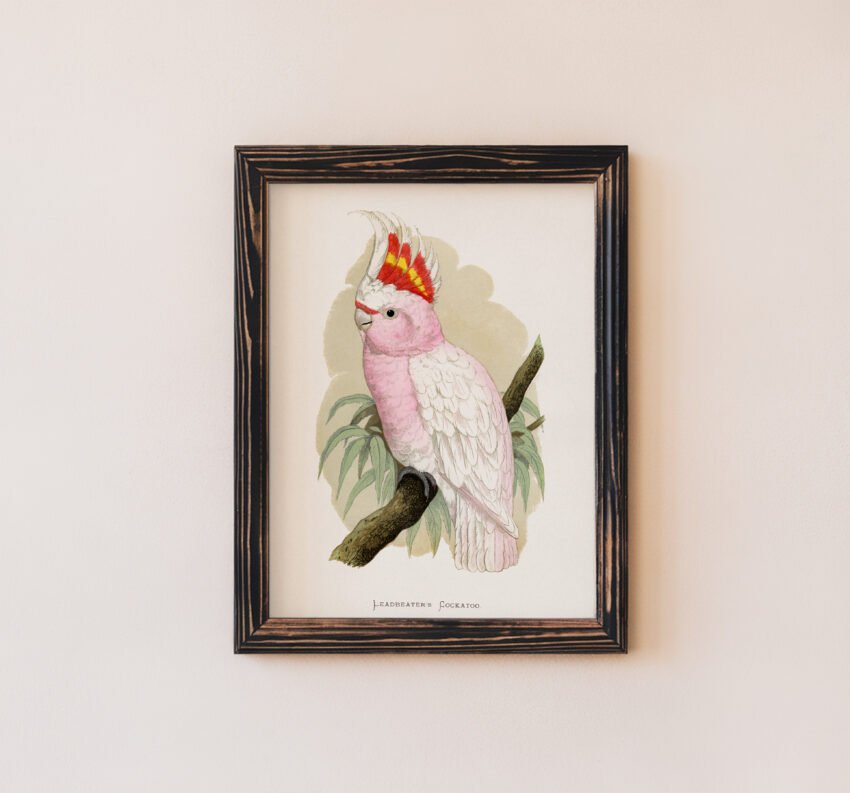 Leadbeater's Cockatoo by Alexander Francis Lydon - Image 3