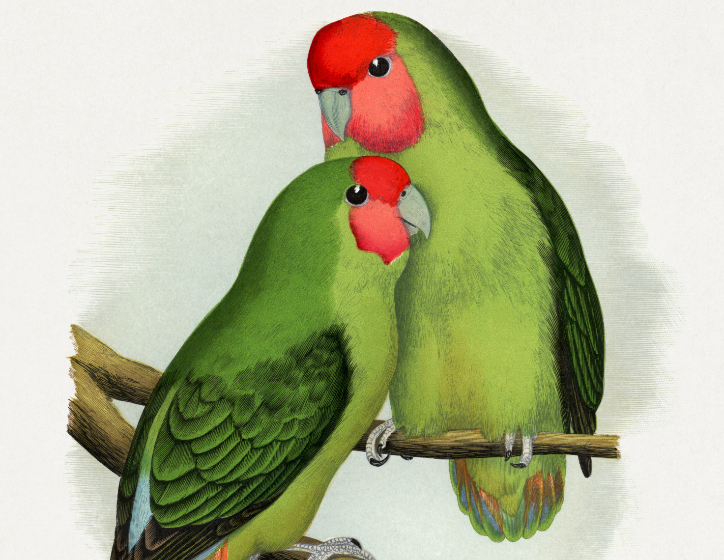Illustrated Nature