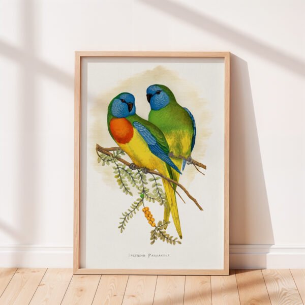 Splendid Parakeet by Alexander Francis Lydon