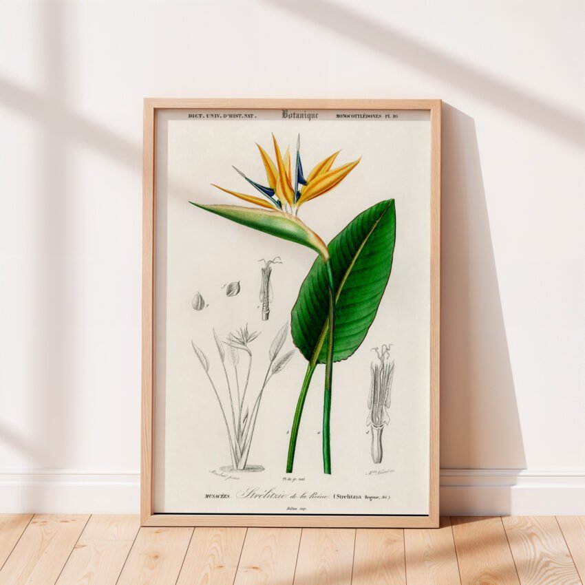 Bird of Paradise by Charles Dessalines D' Orbigny - Image 4