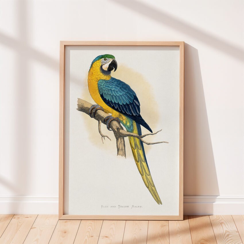 Blue and Yellow Macaw by Alexander Francis Lydon - Image 6
