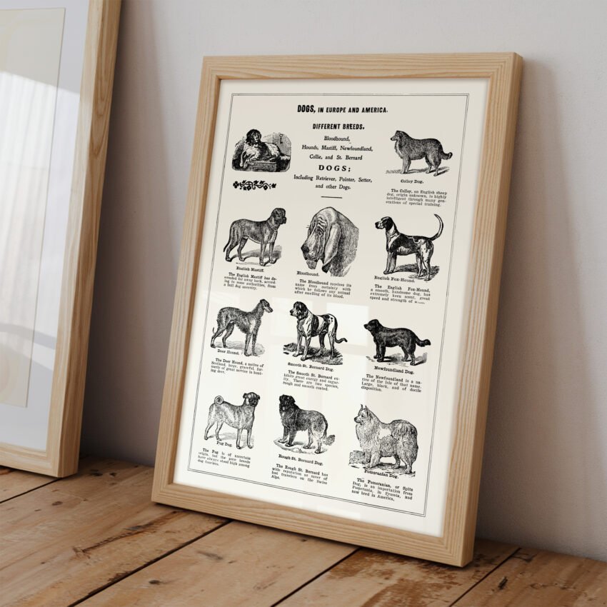 Dogs in Europe and America - Image 2