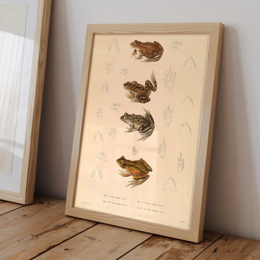 Vintage Frog Illustration - Image 2