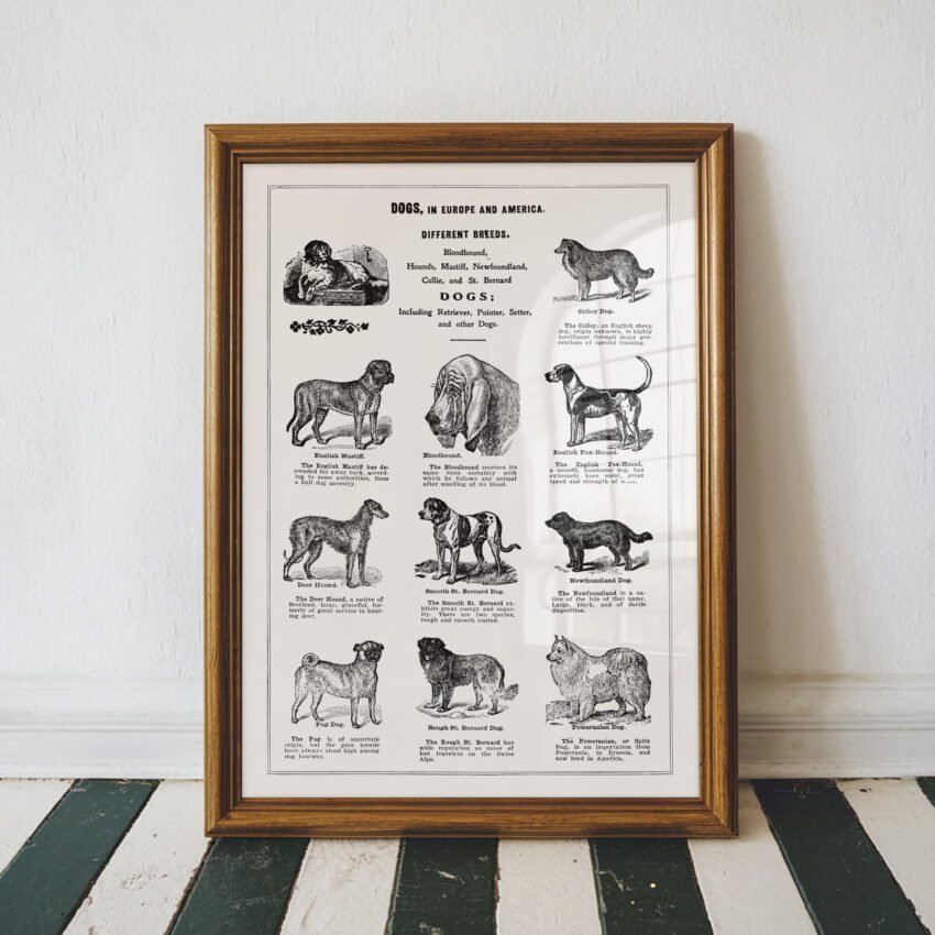Dogs in Europe and America - Image 3