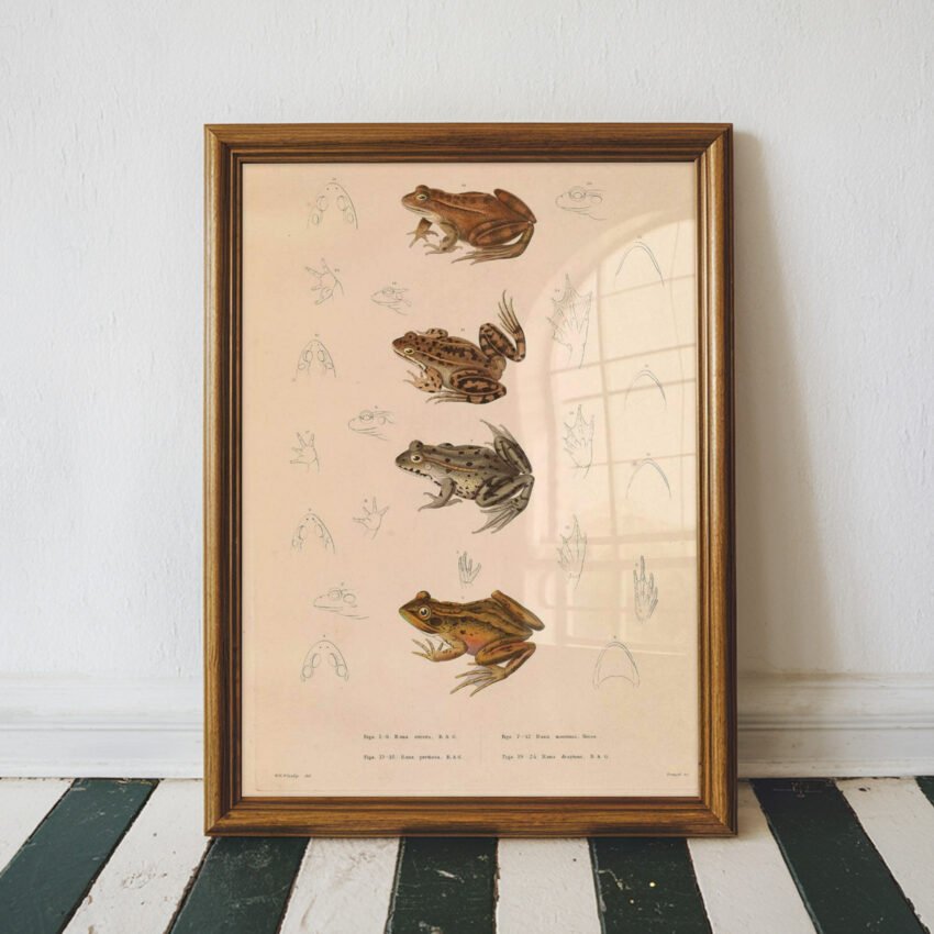 Vintage Frog Illustration - Image 4