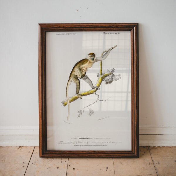 Monkey Family Vintage Illustration