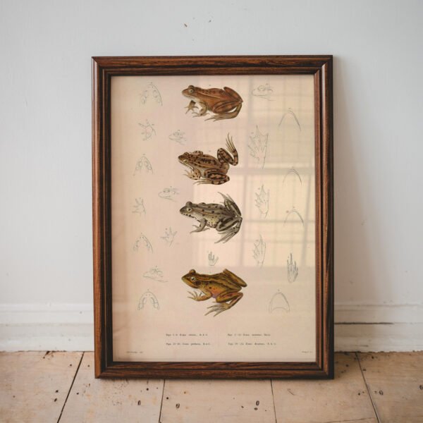 Vintage Frog Illustration