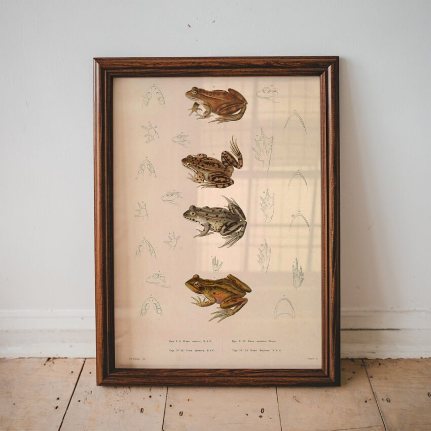 Vintage Frog Illustration