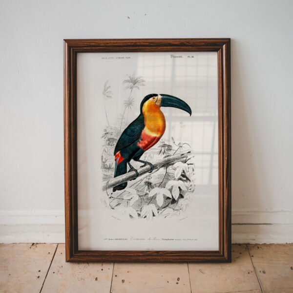 Toucan Vintage Illustration