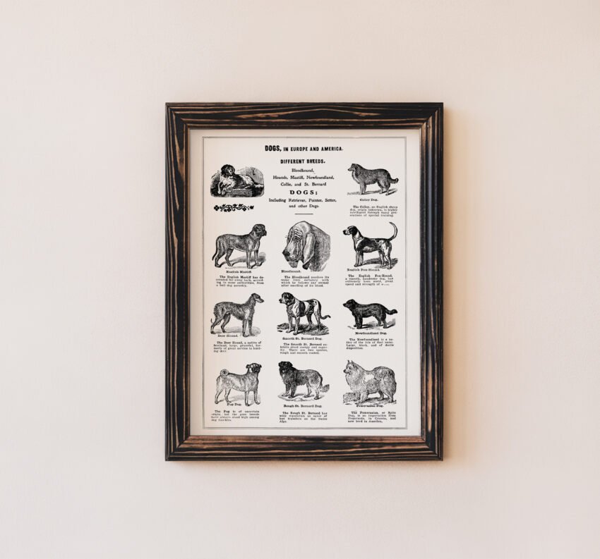 Dogs in Europe and America - Image 4