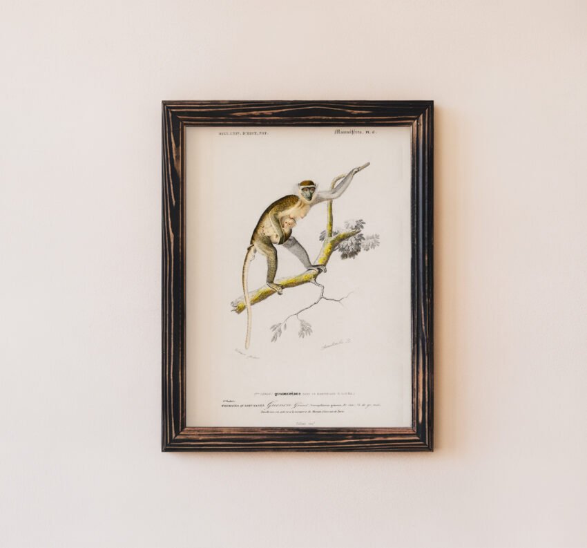 Monkey Family Vintage Illustration - Image 3