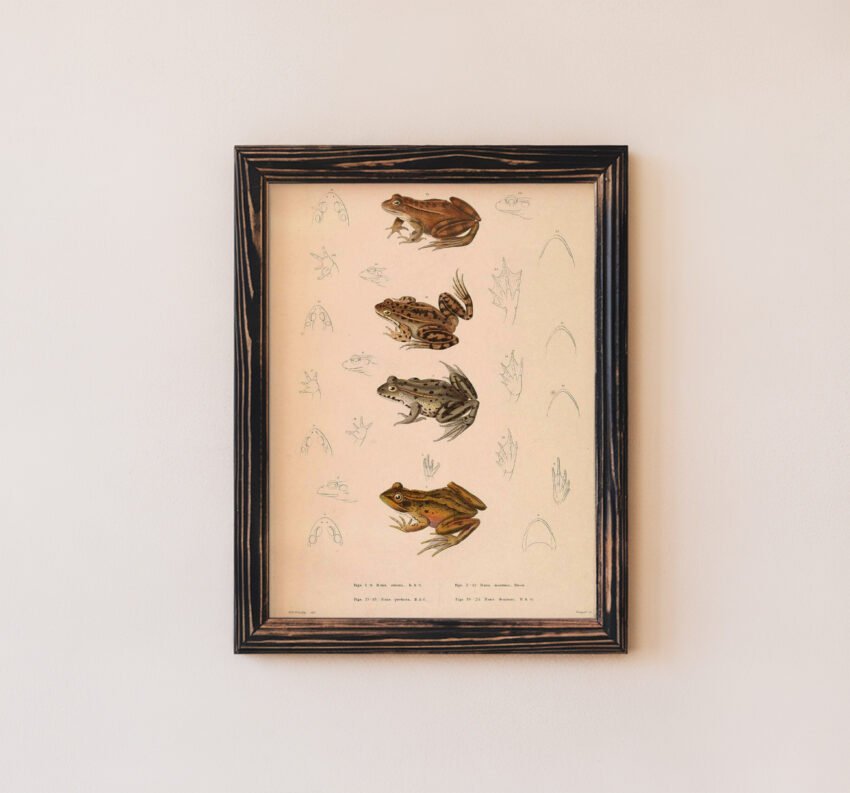 Vintage Frog Illustration - Image 5