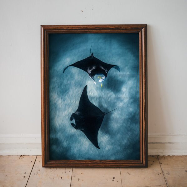 Manta Rays In The Deep