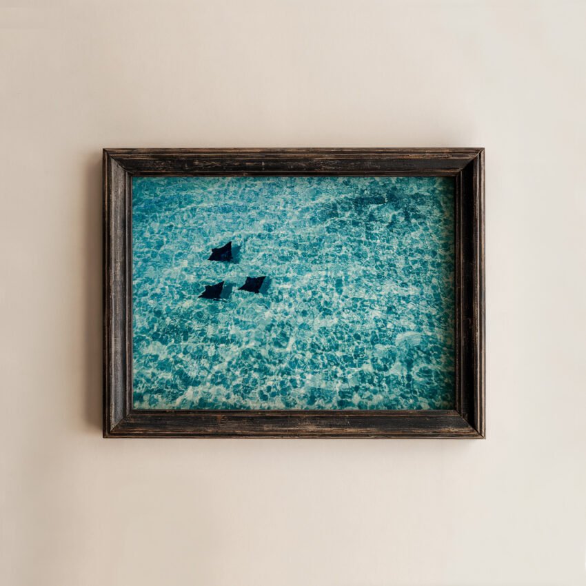Rays In The Ocean - Image 3