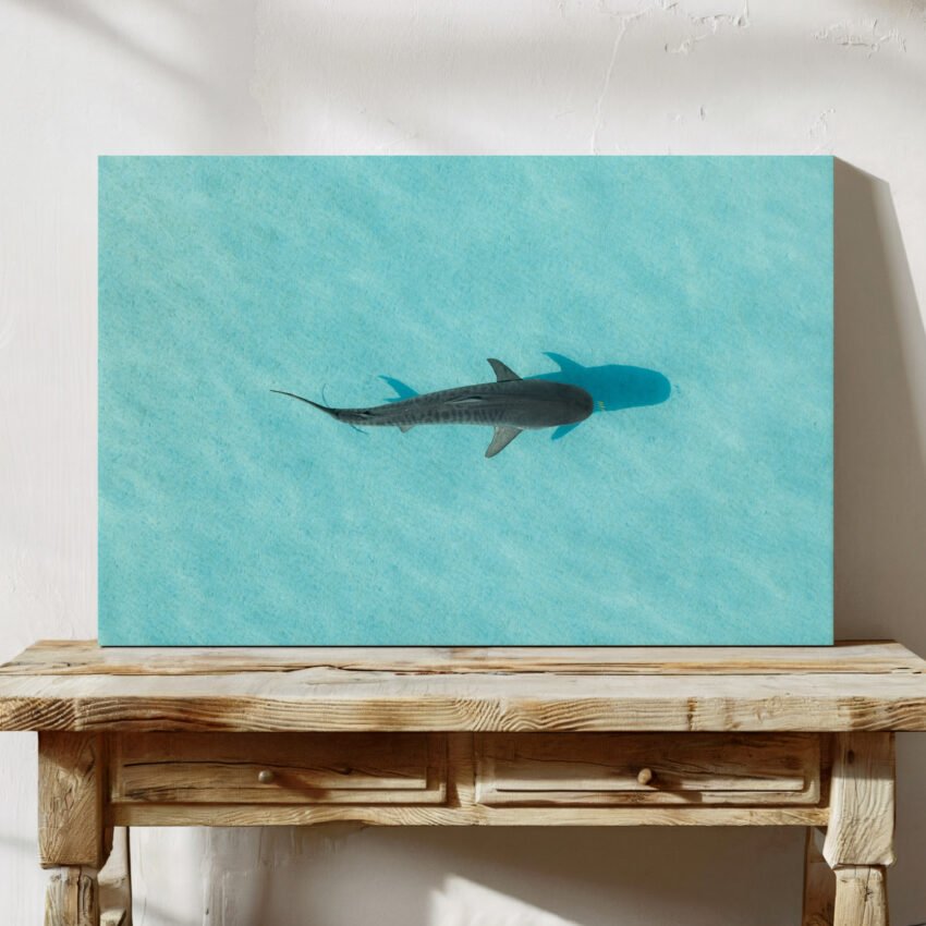 Tiger Shark in the Shallows - Image 2