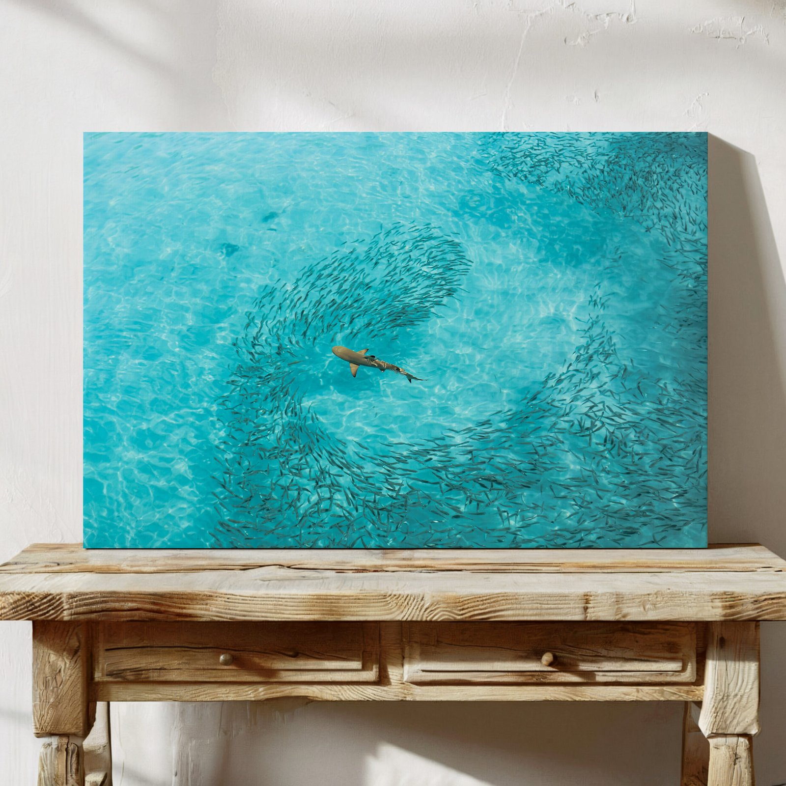 Blacktip Reef Shark in Crystal Waters - Image 2