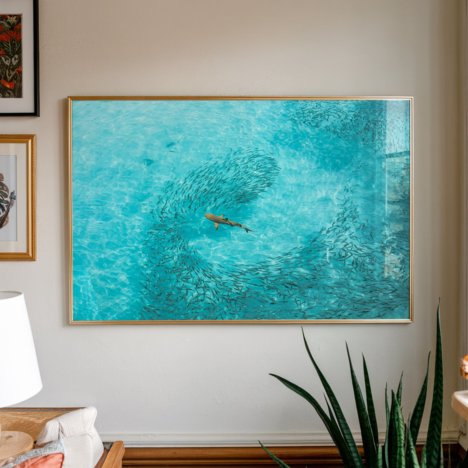 Blacktip Reef Shark in Crystal Waters