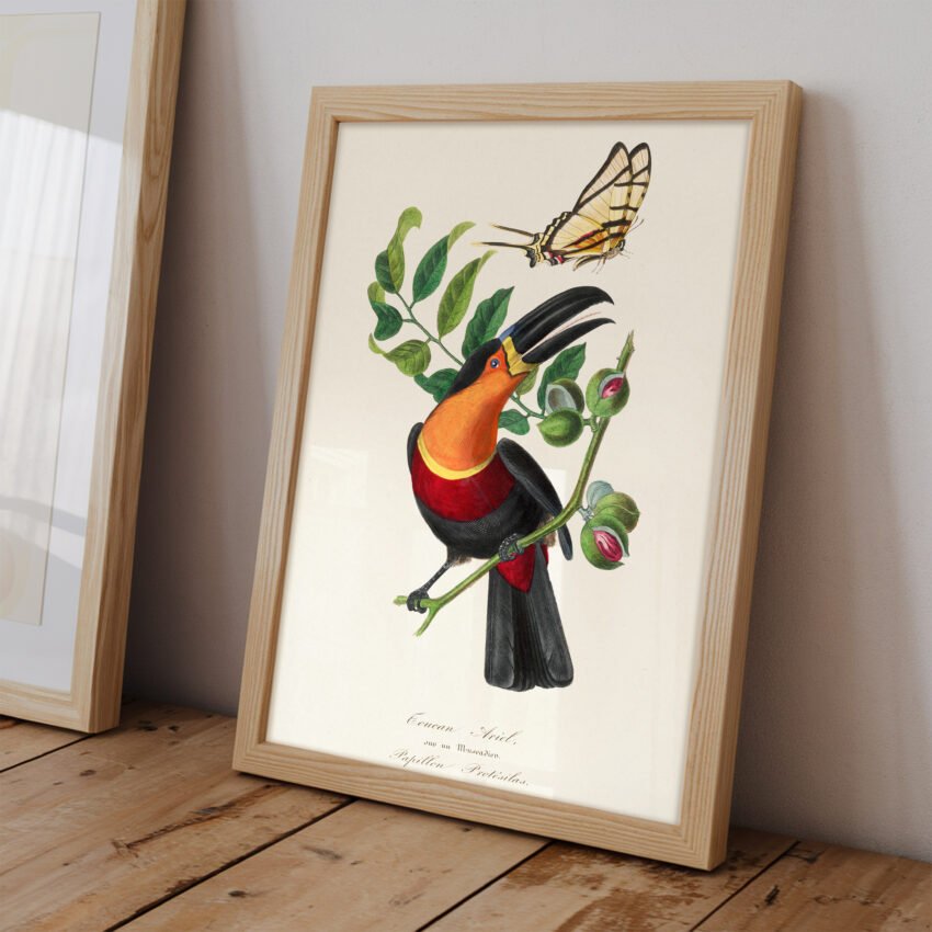 Channel-Billed Toucan Print – Le Jardin Des Plantes by Paul Gervais - Image 2