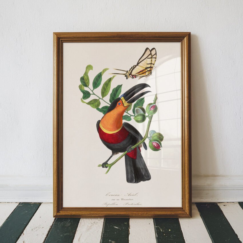 Channel-Billed Toucan Print – Le Jardin Des Plantes by Paul Gervais - Image 3