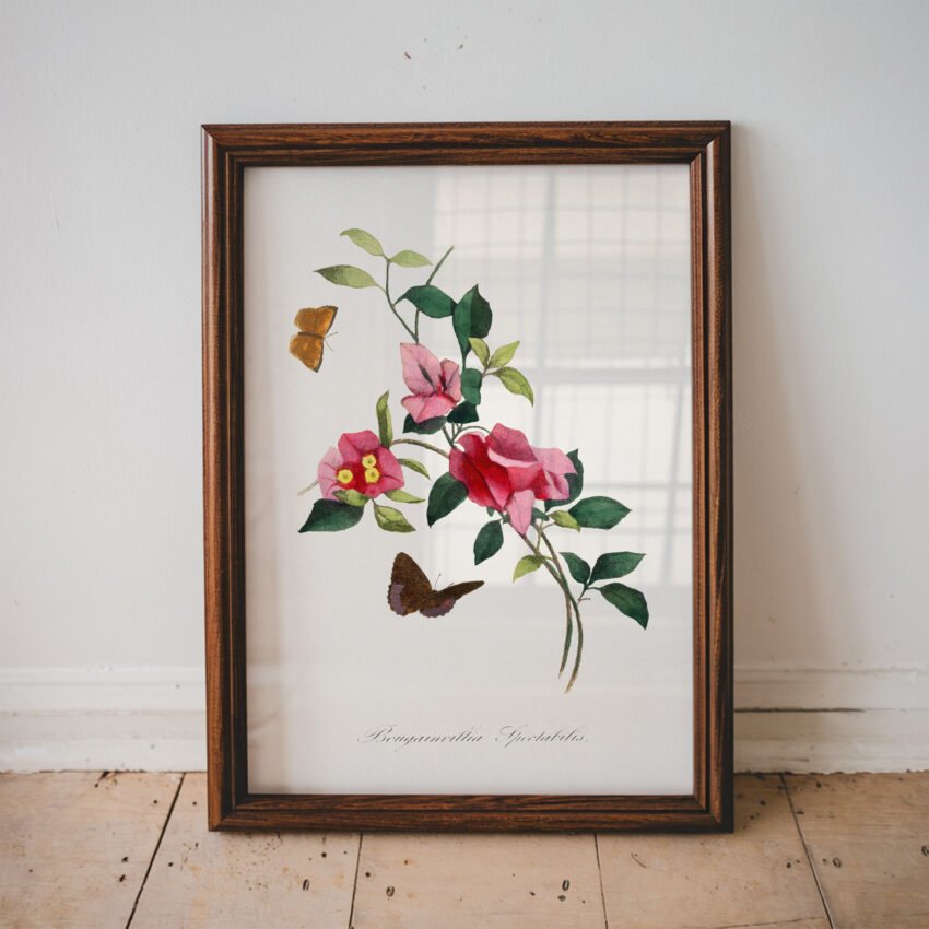 Bougainvillea Botanical Print - Image 3