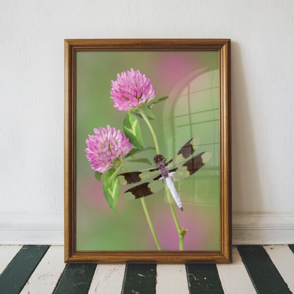 Dragonfly on Clover