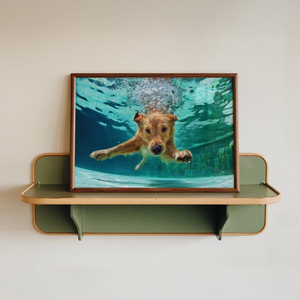 Swimming Dog